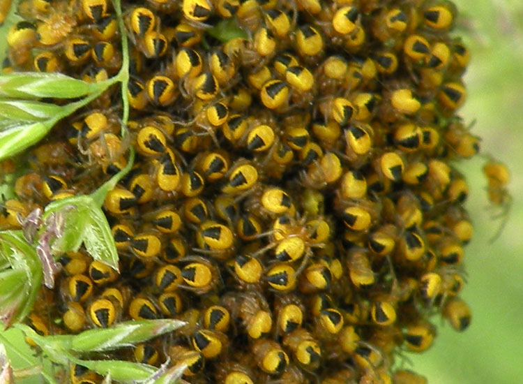 Araneus sp.